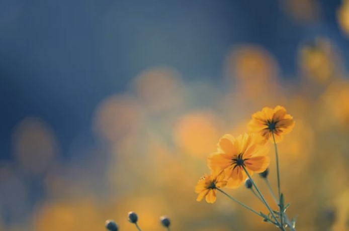 flowers yellow
